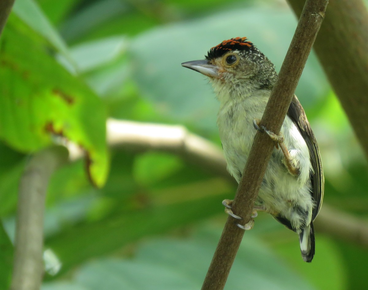 Plain-breasted Piculet - ML489169891