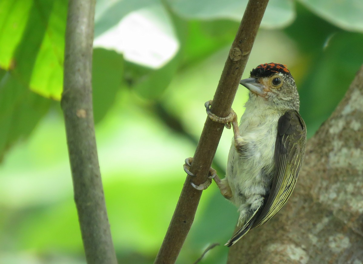 Plain-breasted Piculet - ML489169901