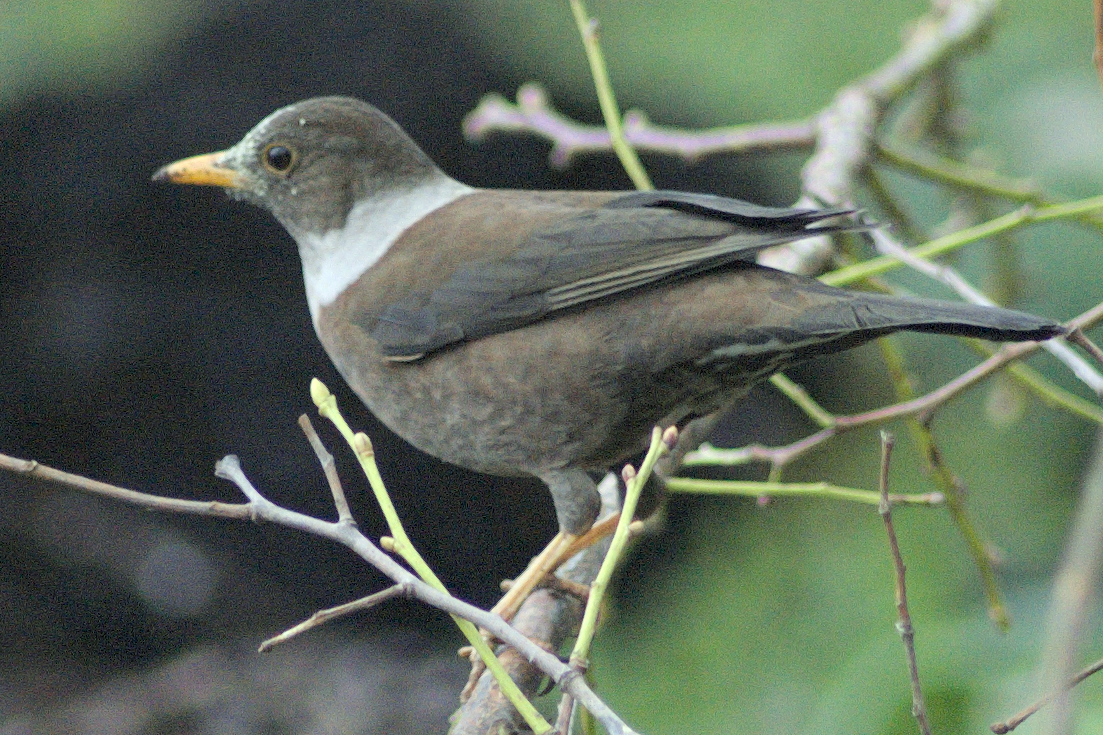 White-collared Blackbird - Ramnarayan Kalyanaraman