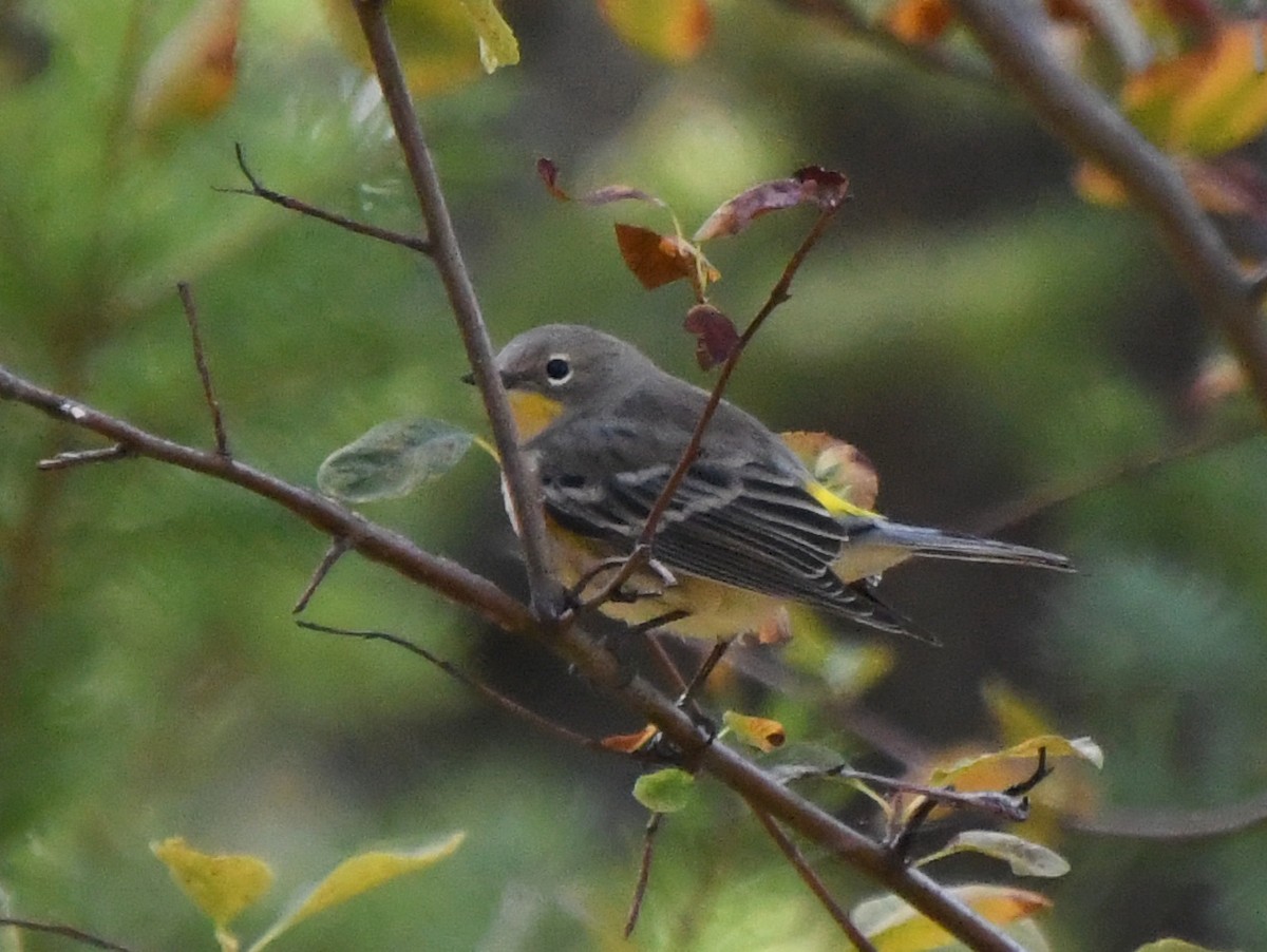 Yellow-rumped Warbler (Audubon's) - ML489173731