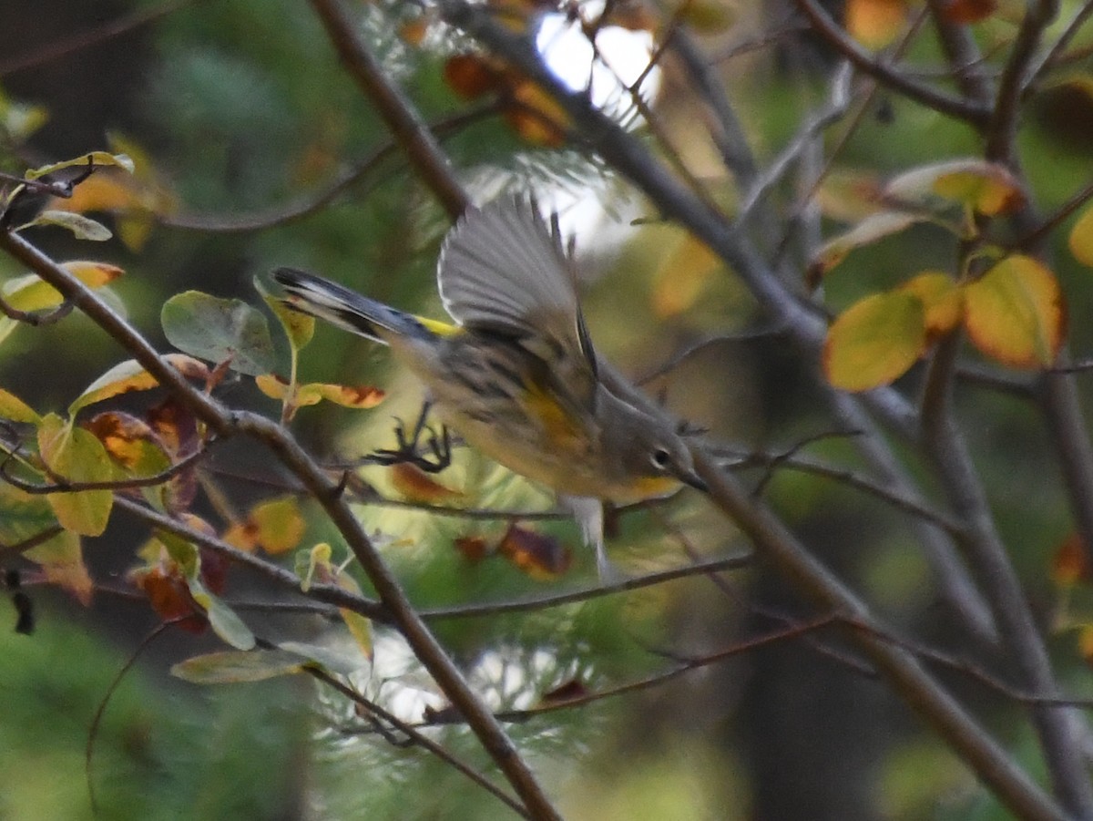 Yellow-rumped Warbler (Audubon's) - ML489173741