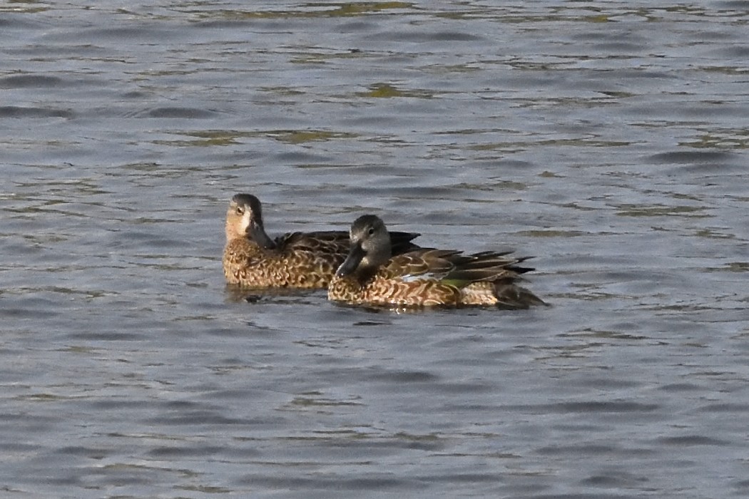 Blue-winged Teal - ML489173841