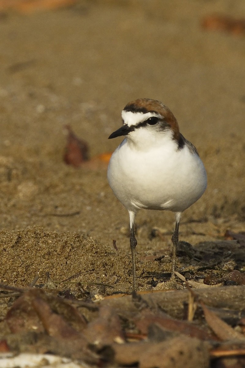 Red-capped Plover - ML489173881