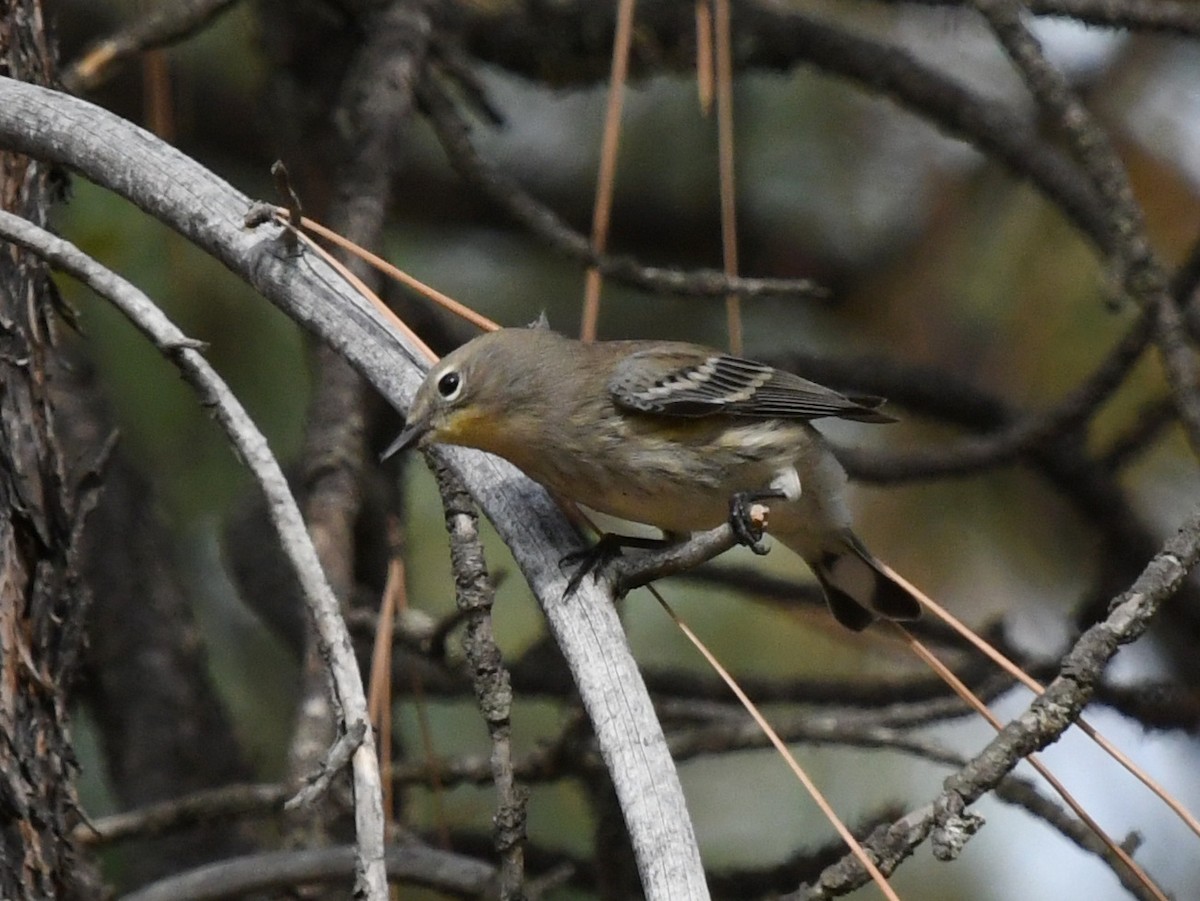Yellow-rumped Warbler (Audubon's) - ML489174101