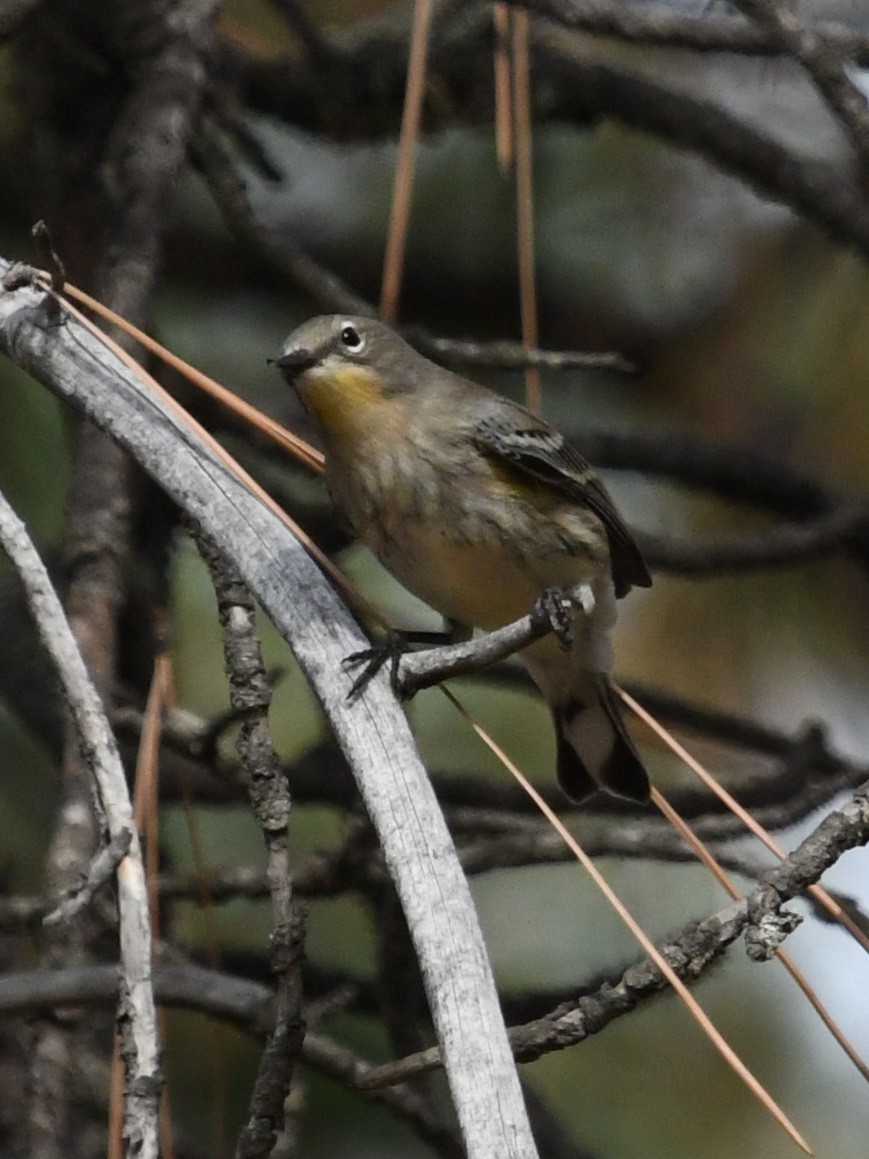 Yellow-rumped Warbler (Audubon's) - ML489174121