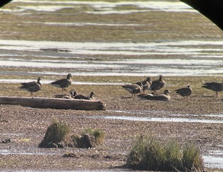 Greater White-fronted Goose, ML489176301