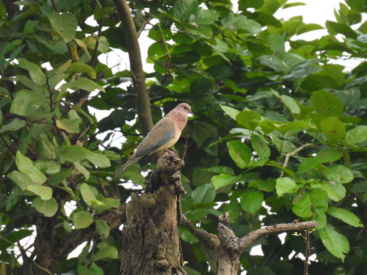 Laughing Dove - ML489177921