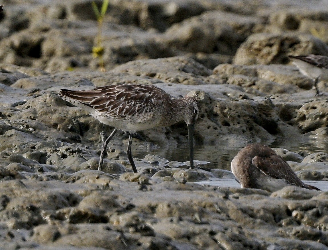 Asian Dowitcher - ML489183771