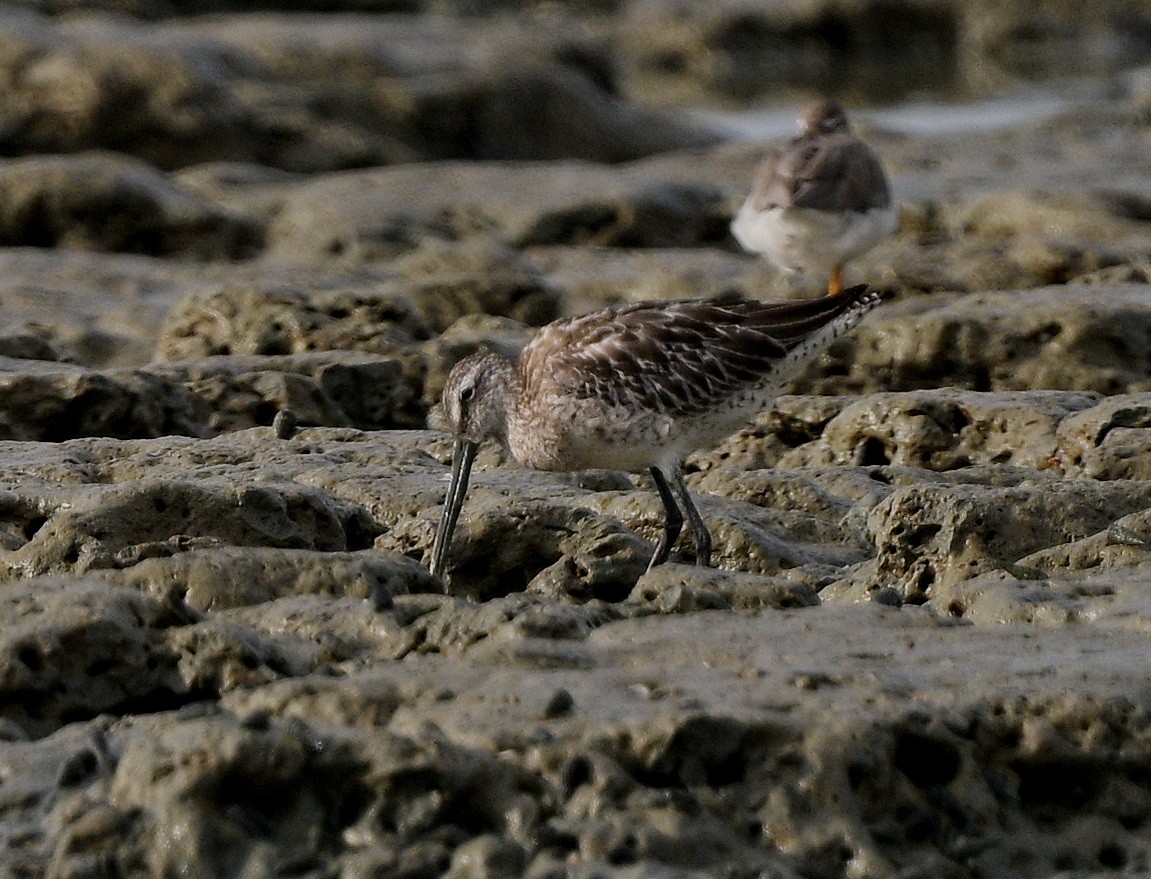 Asian Dowitcher - ML489183781