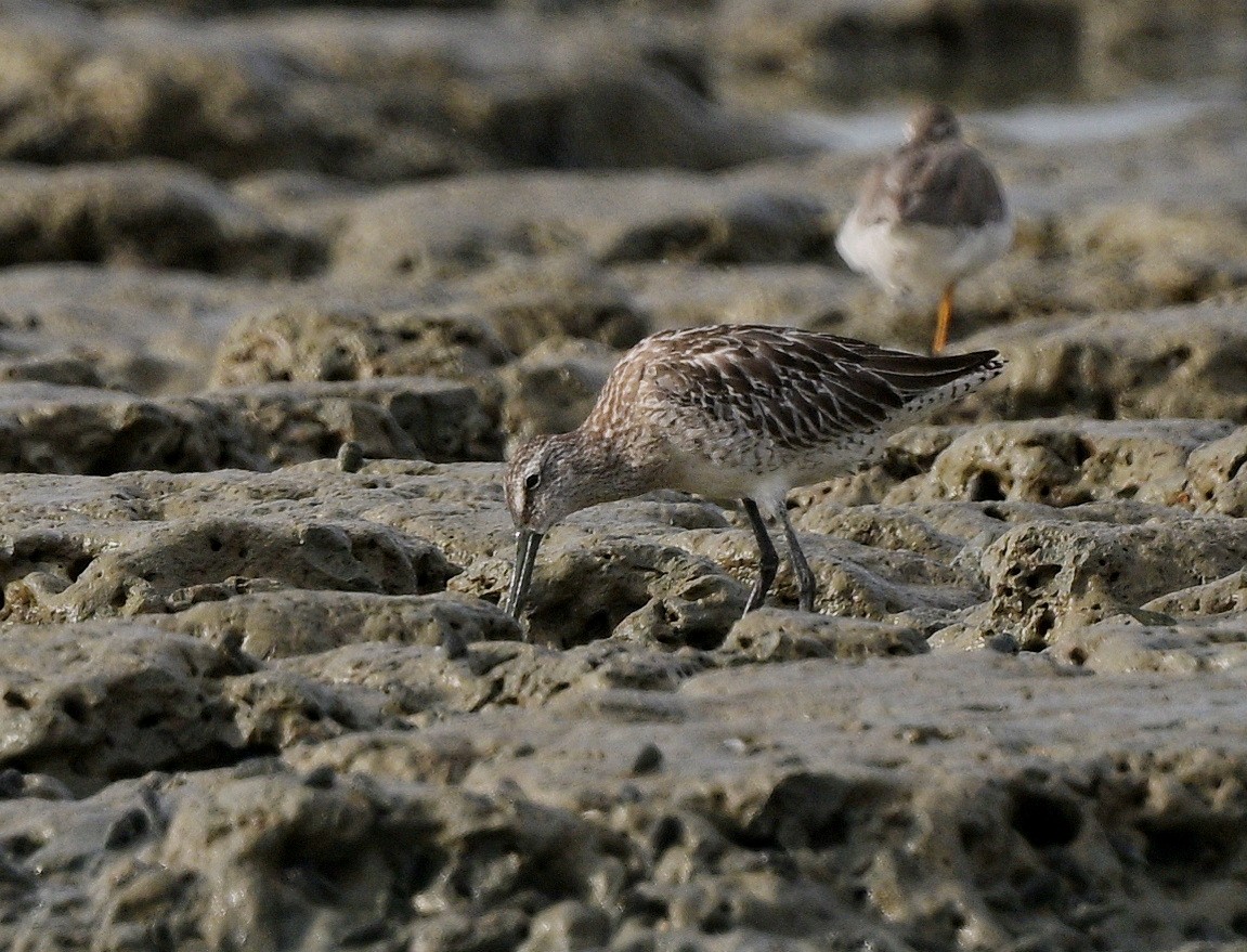 Asian Dowitcher - ML489183791