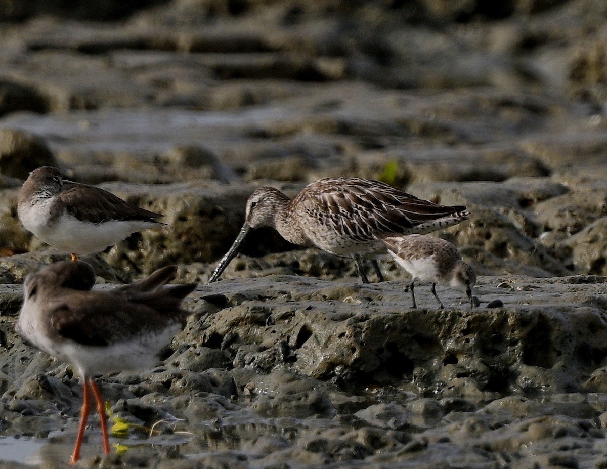Asian Dowitcher - ML489183801