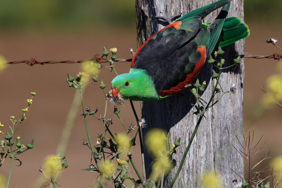 Red-winged Parrot - ML489186411