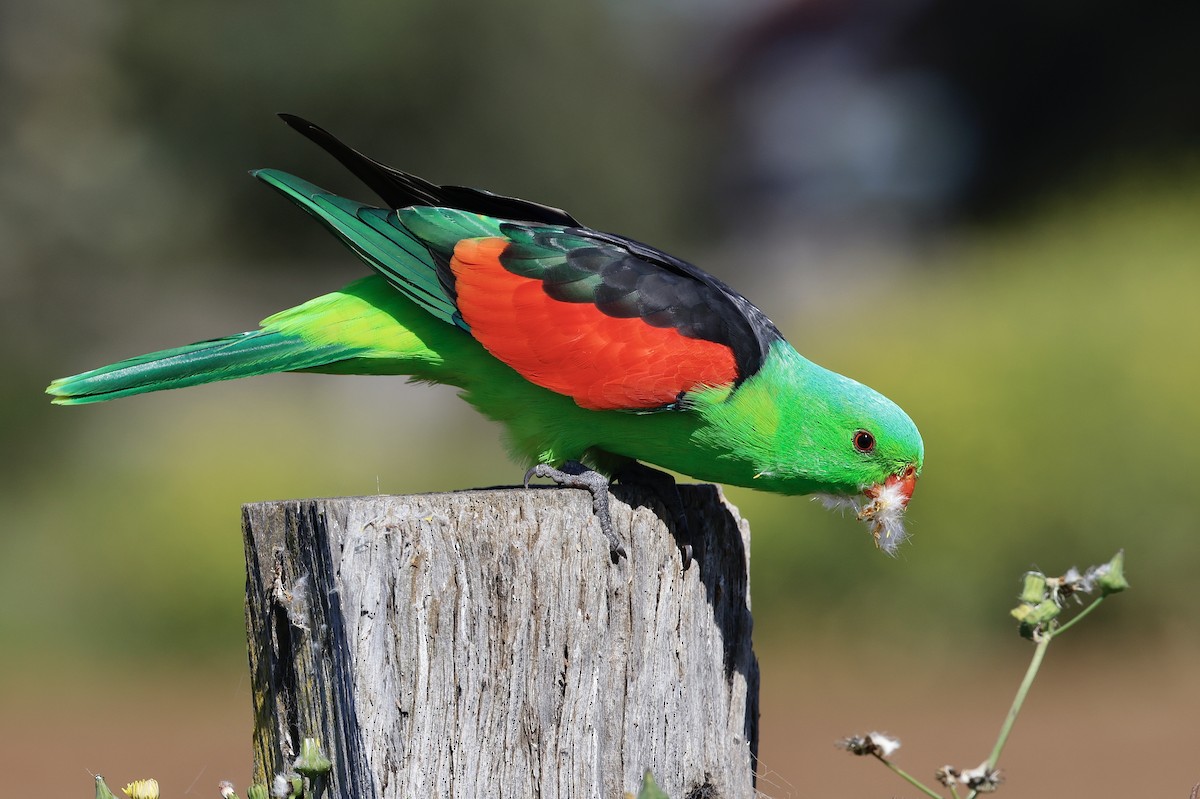 Папужець-червонокрил австралійський - ML489186541
