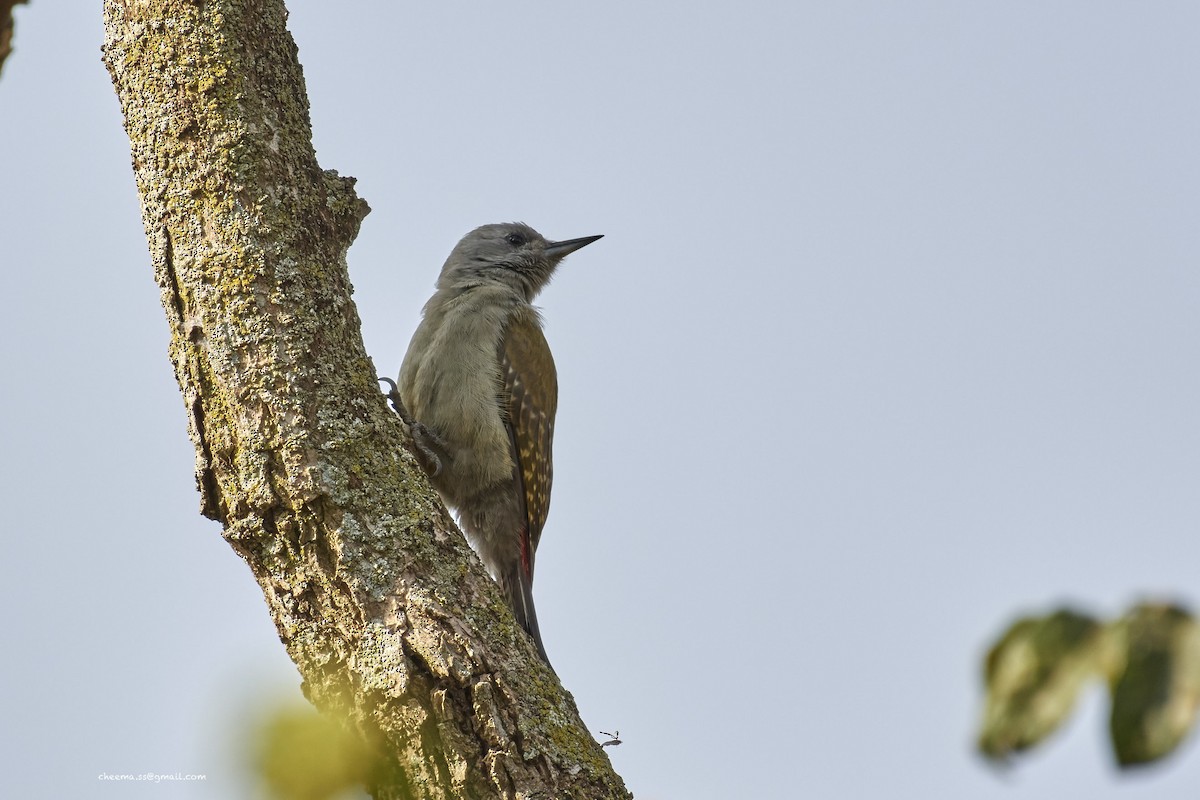 African Gray Woodpecker - S S Cheema
