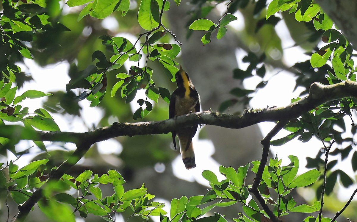Yellow-throated Cuckoo - Richard Baxter