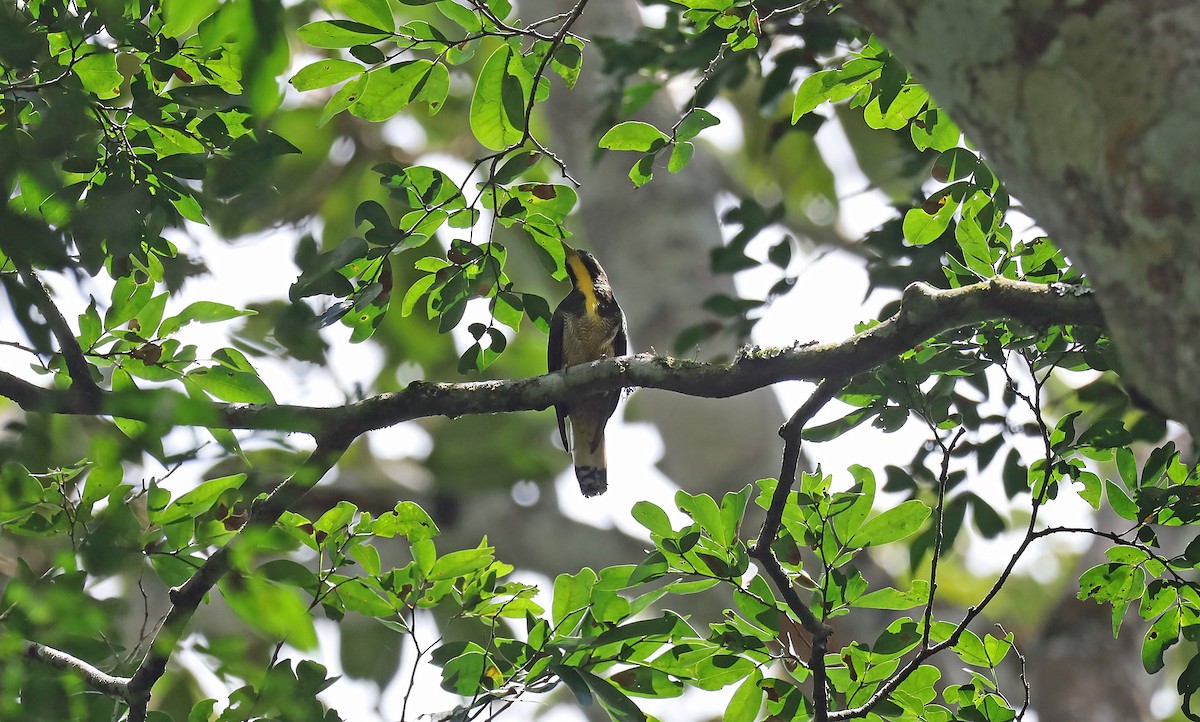 Yellow-throated Cuckoo - ML489193331