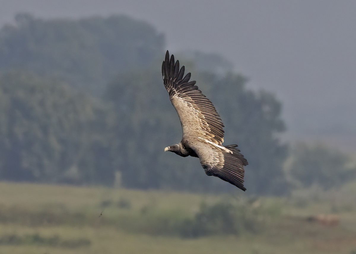 Indian Vulture - ML489194591