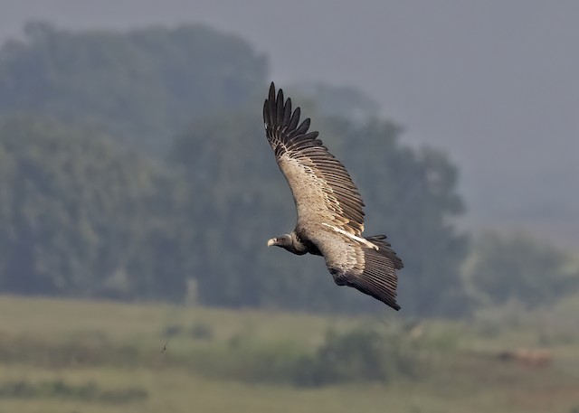 Possible confusion species: &nbsp;Indian Vulture (<em class="SciName notranslate">Gyps indicus</em>). - Indian Vulture - 