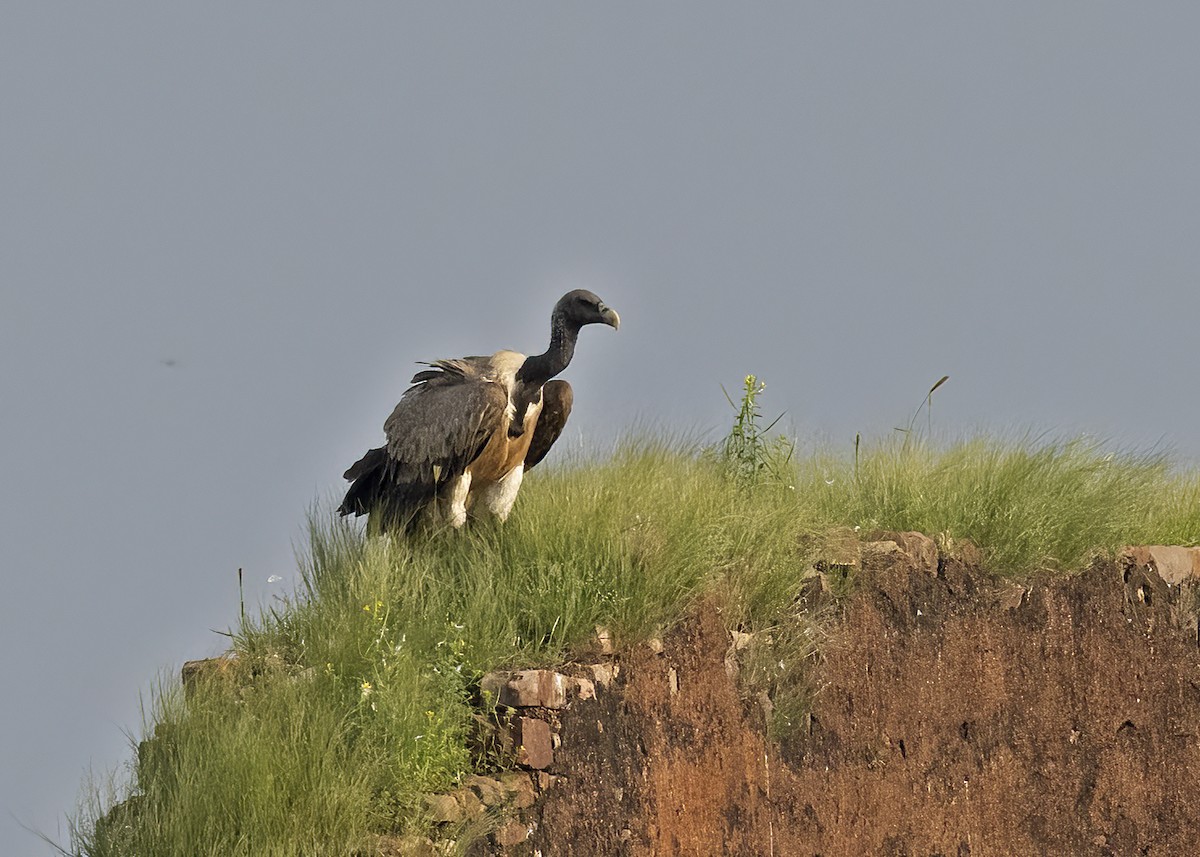 Indian Vulture - ML489194601