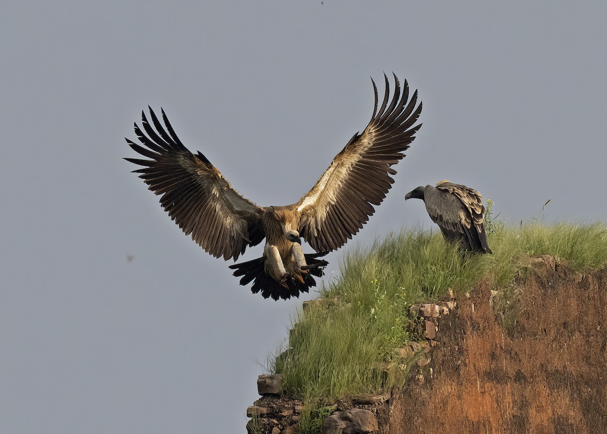 Indian Vulture - ML489194611