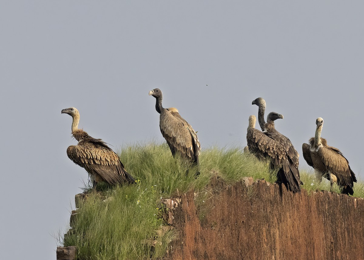 Indian Vulture - ML489194621