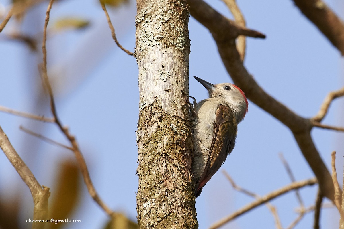 African Gray Woodpecker - ML48919491