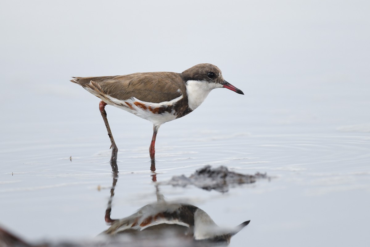 Red-kneed Dotterel - ML489195151