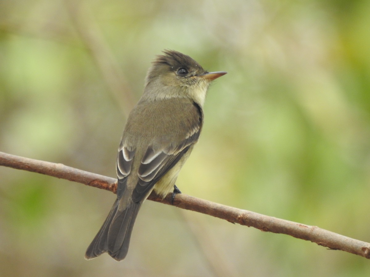 Northern Tropical Pewee - Angel Castillo Birdwatching Guide