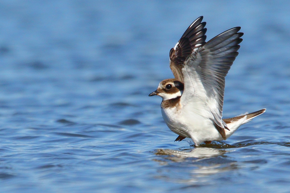 Common Ringed Plover - ML489198351