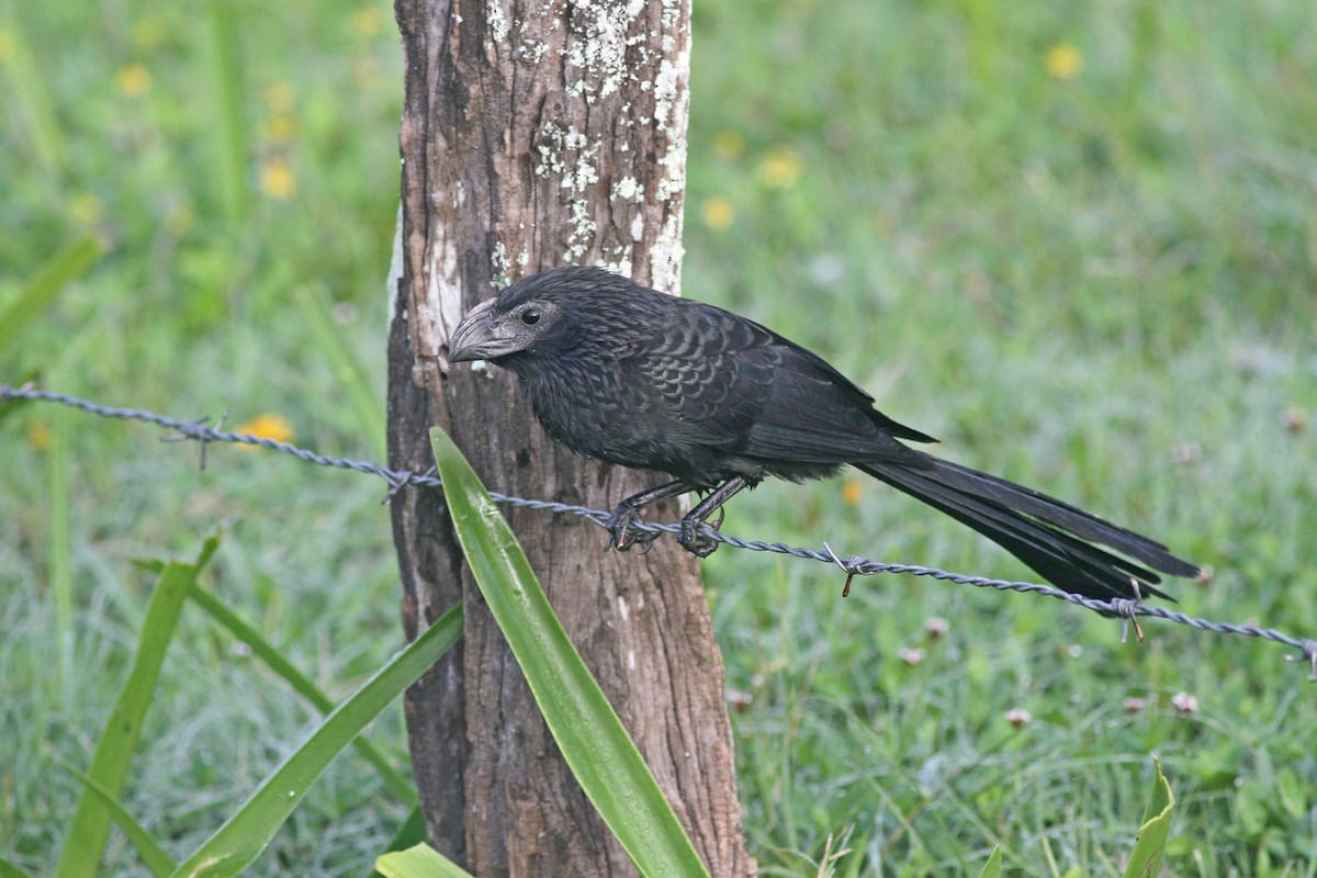 Groove-billed Ani - Michael McCloy