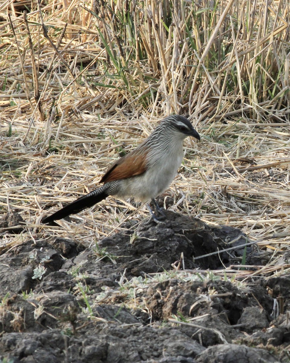 White-browed Coucal - ML489203461