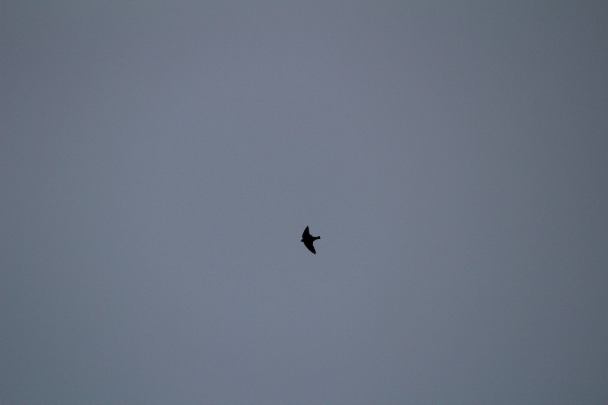 eBird Checklist 29 Sep 2022 Allegheny Front Migration Observatory