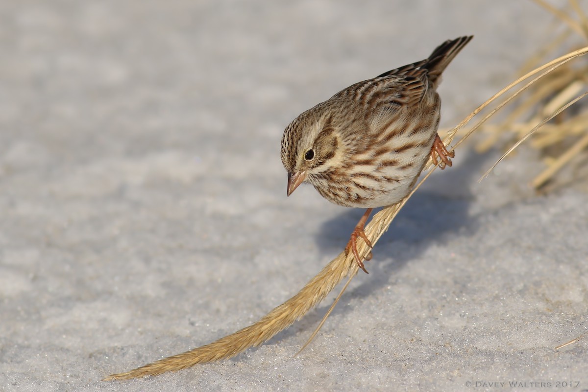 Savannah Sparrow (Ipswich) - ML48920511