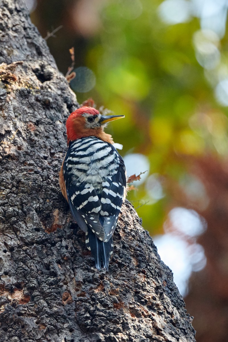 Rufous-bellied Woodpecker - ML489206561