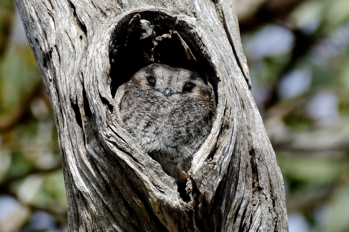 Australian Owlet-nightjar - ML489207921
