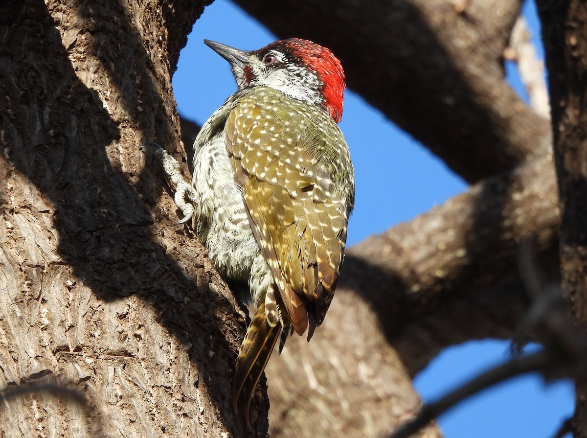 Golden-tailed Woodpecker - ML489209511