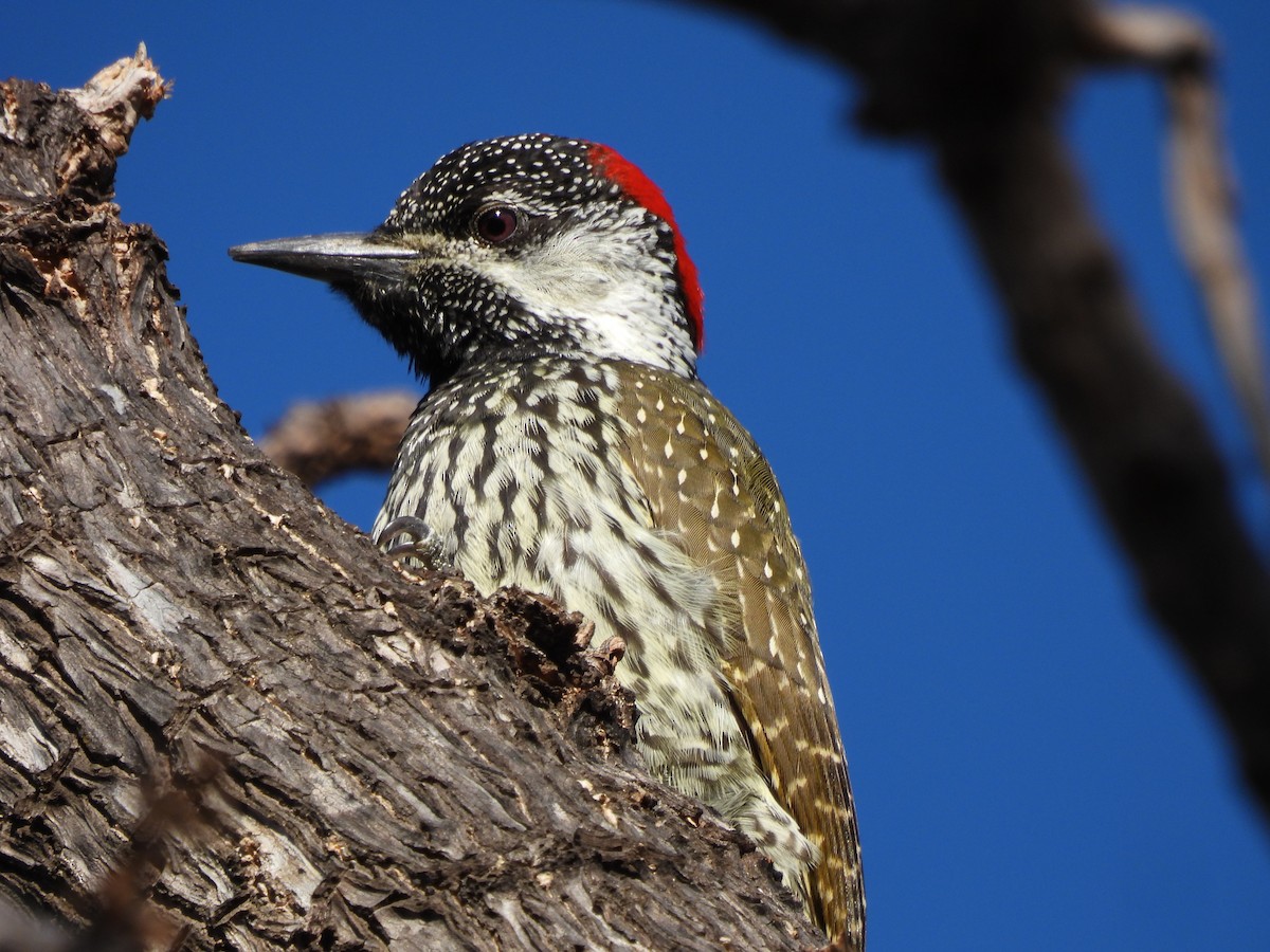 Golden-tailed Woodpecker - ML489209801