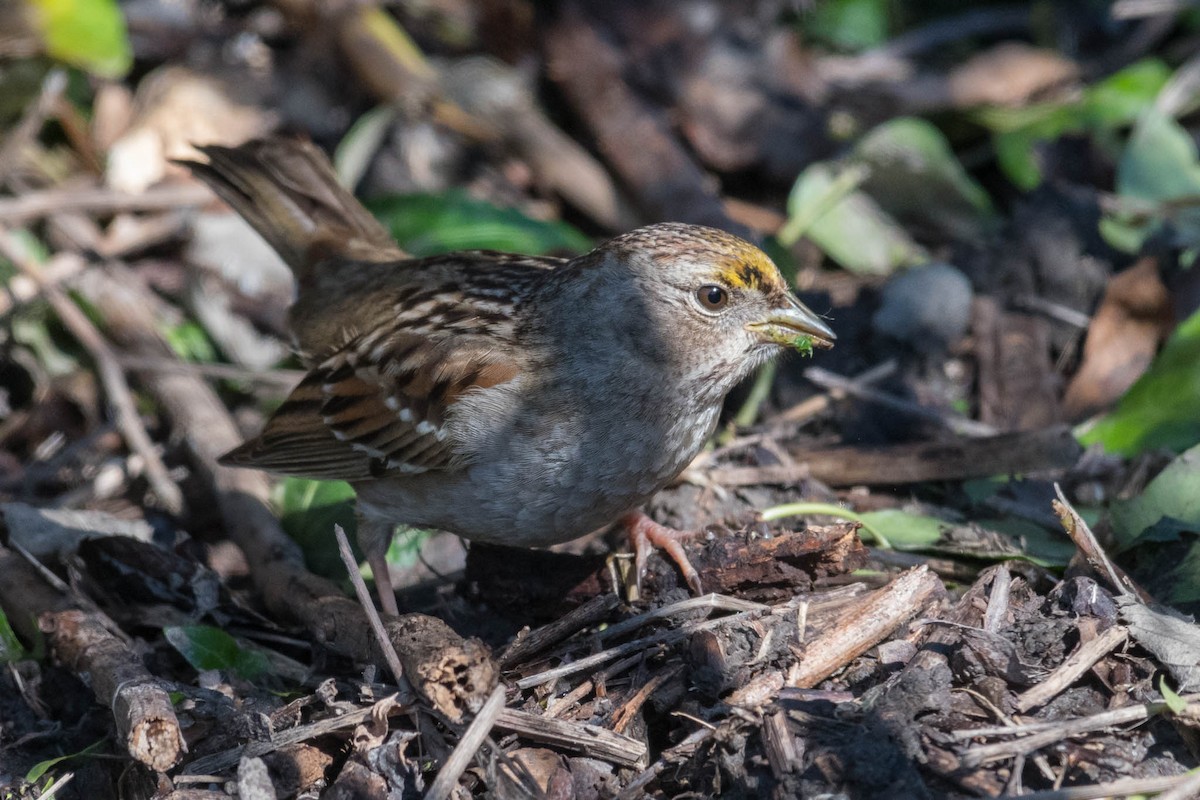 Golden-crowned Sparrow - ML48921341