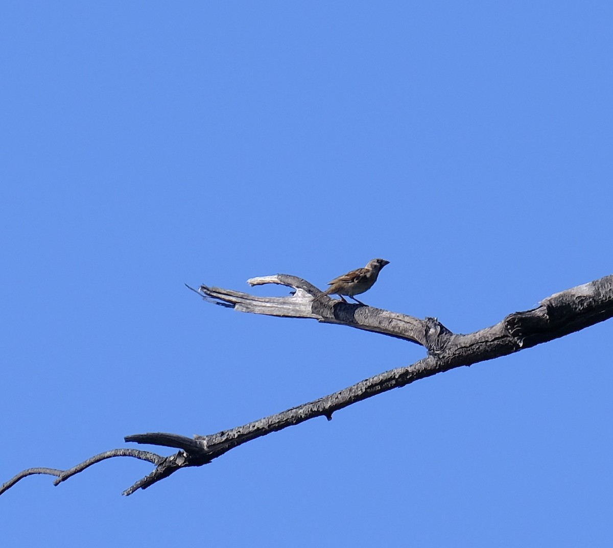 Eurasian Tree Sparrow - Kuan Chia Hsiu