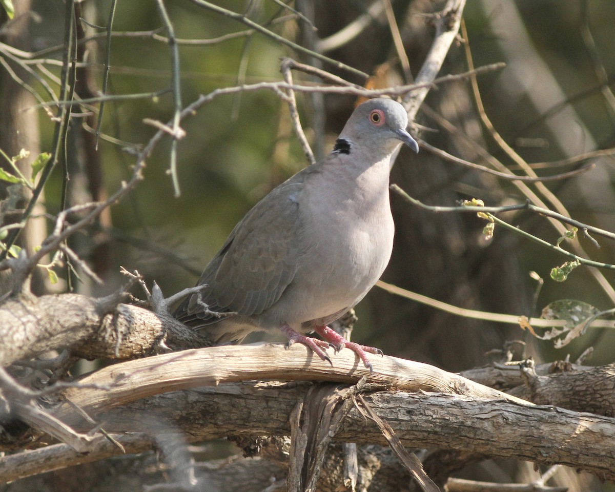 Mourning Collared-Dove - Sam Shaw