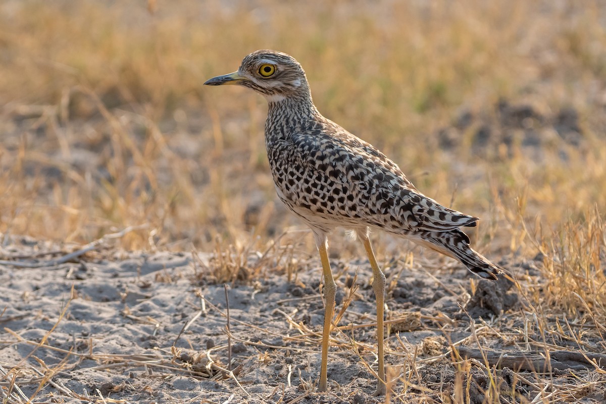 Spotted Thick-knee - Adam Cunningham