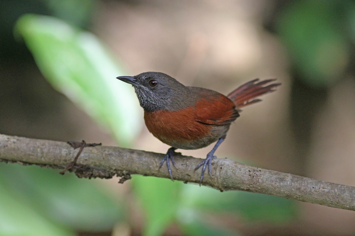 Rufous-breasted Spinetail - ML48922951