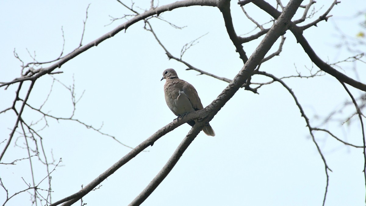 Eurasian Collared-Dove - ML489231391