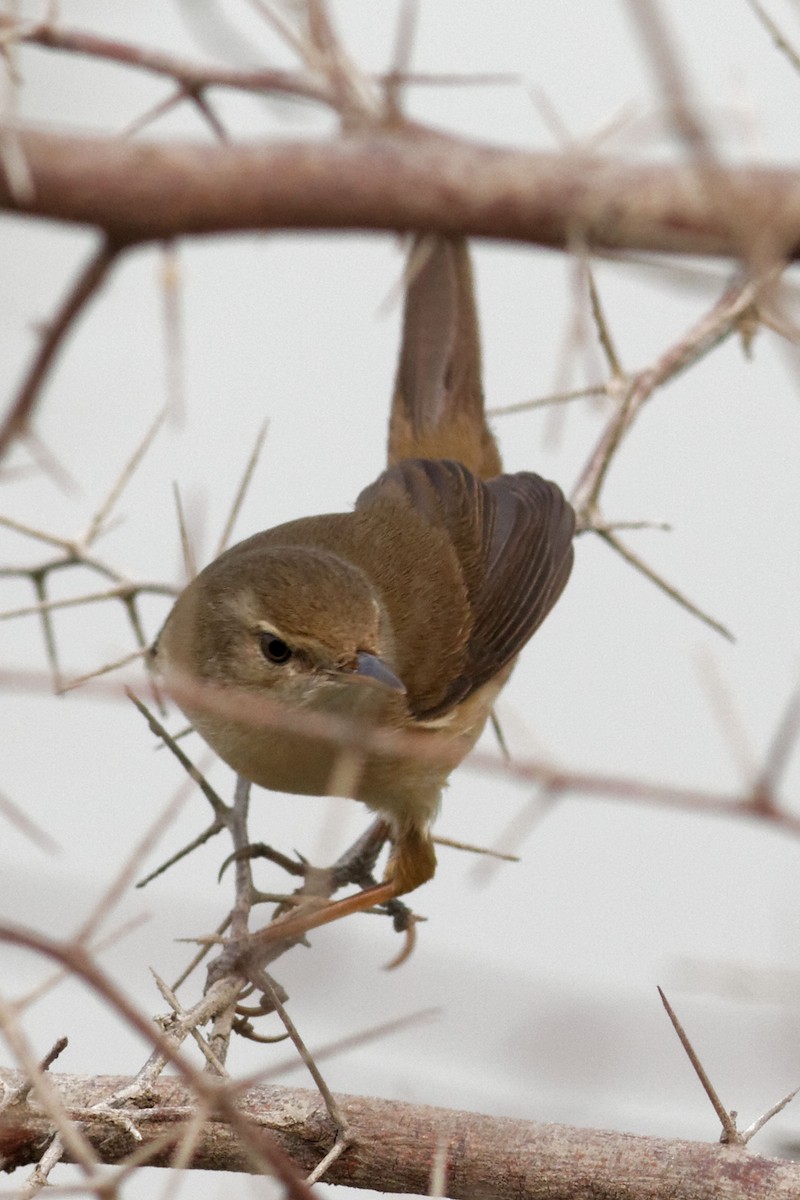 Blyth's Reed Warbler - Able Lawrence