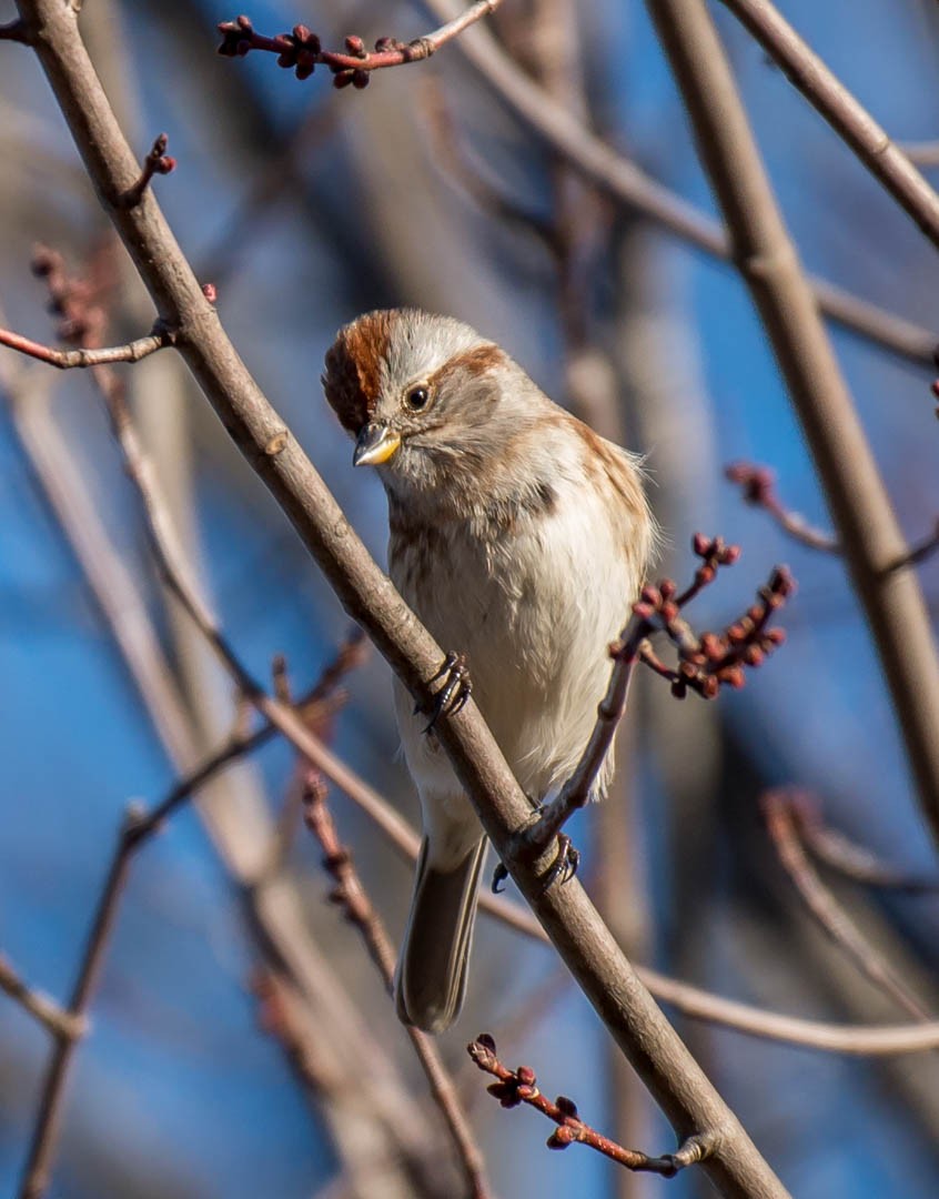 American Tree Sparrow - ML48924331