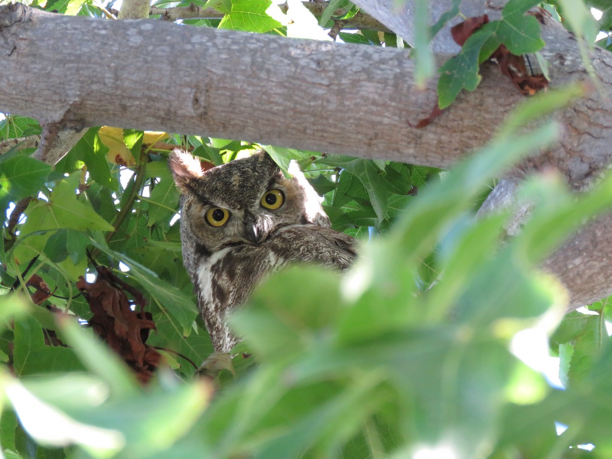 Great Horned Owl - ML489246031