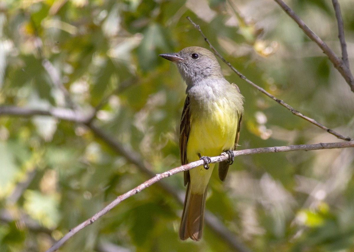 Great Crested Flycatcher - ML489247151