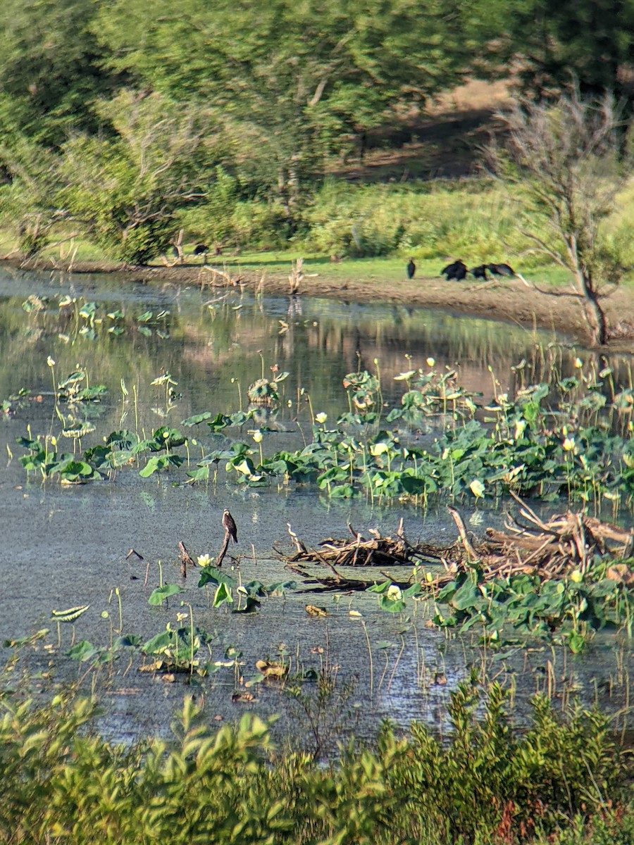 Ebird Checklist Jul Lake Somerville Sp Flag Pond Lee Co