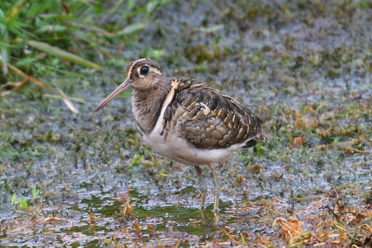 Greater Painted-Snipe - H Nambiar