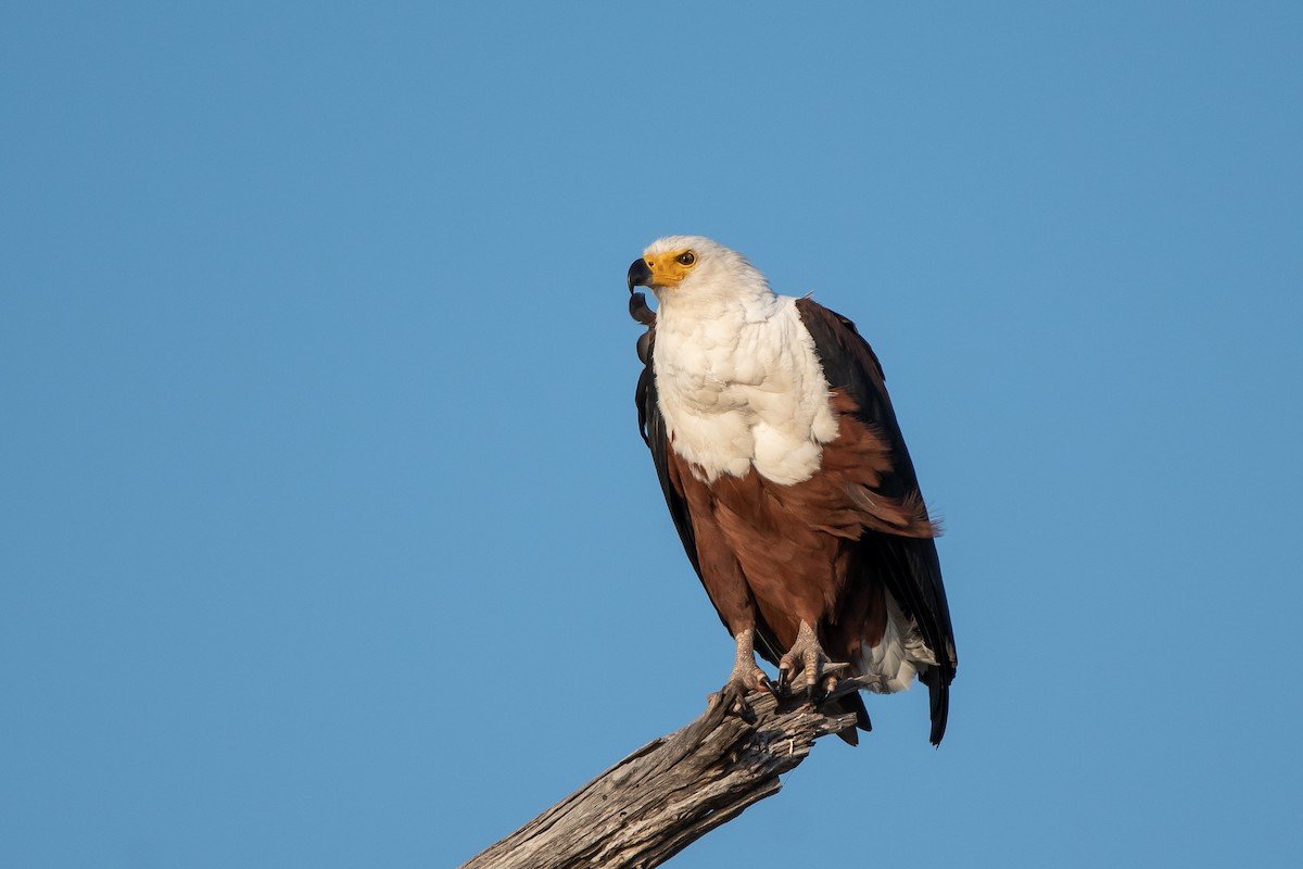 African Fish-Eagle - ML489253811